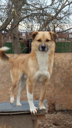 PAULI - zutraulicher Bub sucht eine liebe Familie