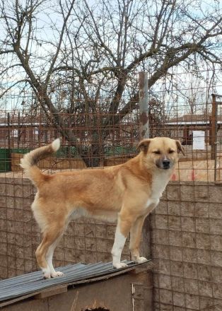 PAULI - zutraulicher Bub sucht eine liebe Familie