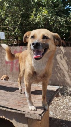 PAULI - zutraulicher Bub sucht eine liebe Familie