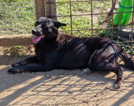 Melou, freundlich, anhänglich, liebt Menschen