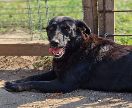 Melou, freundlich, anhänglich, liebt Menschen