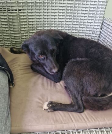 Melou, freundlich, anhänglich, liebt Menschen