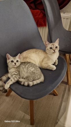 BKH Reinrassige SilverTabby Kitten