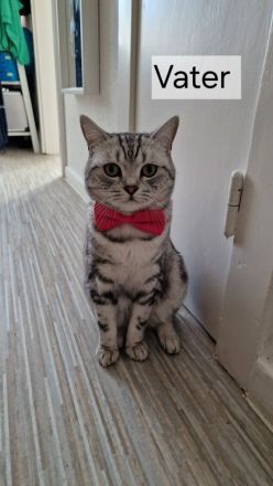 BKH Reinrassige SilverTabby Kitten