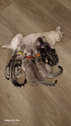 BKH Reinrassige SilverTabby Kitten