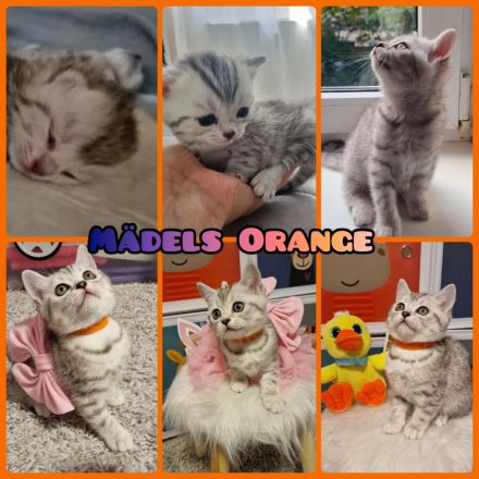 BKH Reinrassige SilverTabby Kitten