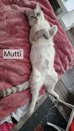 BKH Reinrassige SilverTabby Kitten