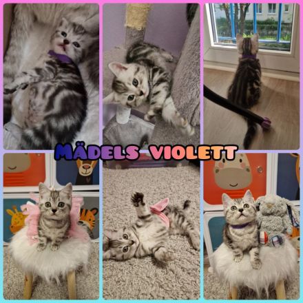 BKH Reinrassige SilverTabby Kitten