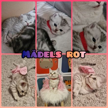 BKH Reinrassige SilverTabby Kitten