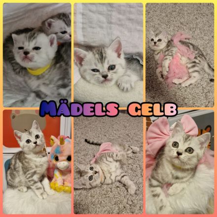 BKH Reinrassige SilverTabby Kitten