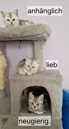 BKH Reinrassige SilverTabby Kitten