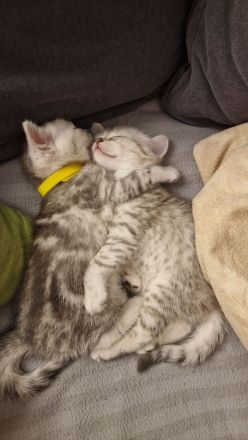 BKH Reinrassige SilverTabby Kitten