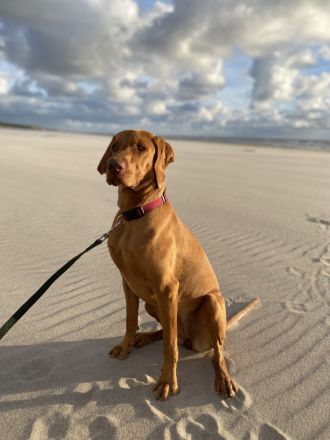 Chilly sucht ein zu Hause