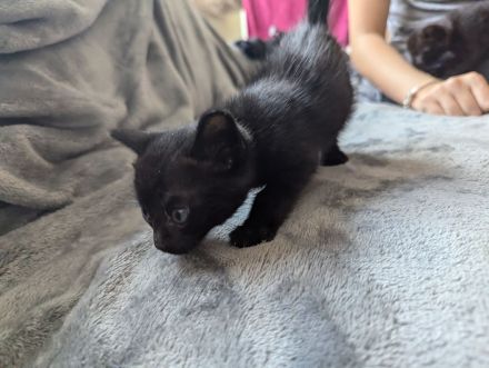 3 Abessinier Siam Mix Kitten