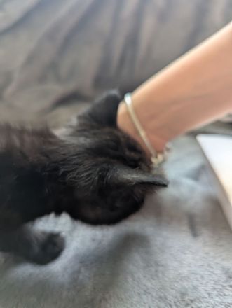 3 Abessinier Siam Mix Kitten