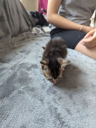 3 Abessinier Siam Mix Kitten