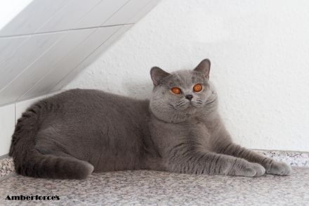 BKH Kater such ein neues Zuhause