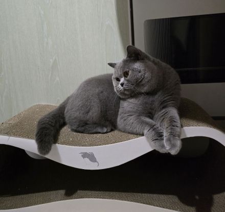 BKH Kater such ein neues Zuhause