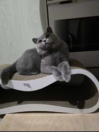 BKH Kater such ein neues Zuhause