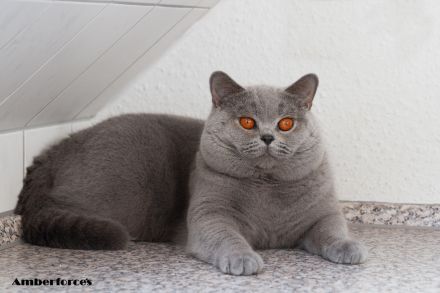 BKH Kater such ein neues Zuhause