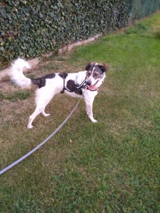 Hübsche Colliemischlingshündin sucht Sofaplätzchen