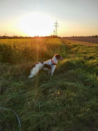 Hübsche Colliemischlingshündin sucht Sofaplätzchen
