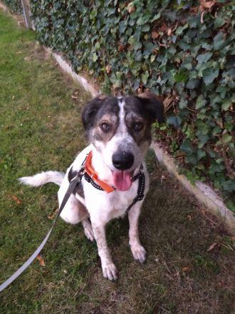 Hübsche Colliemischlingshündin sucht Sofaplätzchen