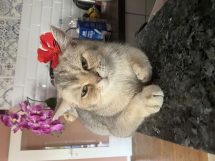 weibliche Britisch Kurzhaar