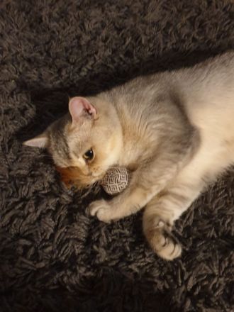 weibliche Britisch Kurzhaar