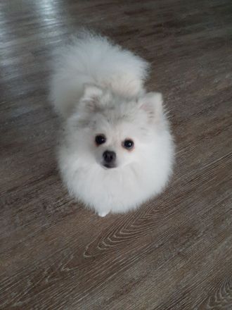 Zwerg Spitz zu verkaufen