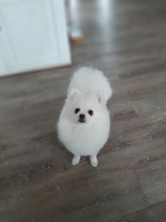 Zwerg Spitz zu verkaufen