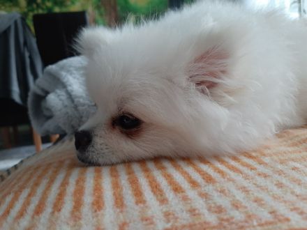 Zwerg Spitz zu verkaufen