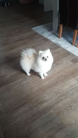 Zwerg Spitz zu verkaufen