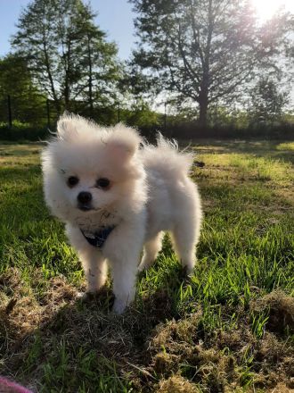 Zwerg Spitz zu verkaufen