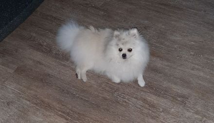 Zwerg Spitz zu verkaufen