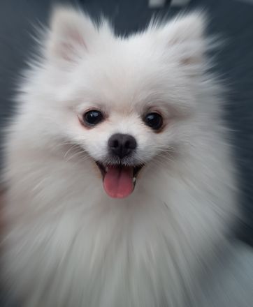 Zwerg Spitz zu verkaufen