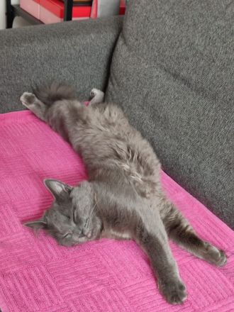 graue BKH zu Verkauf