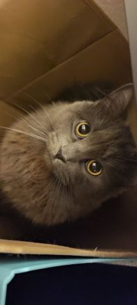 graue BKH zu Verkauf