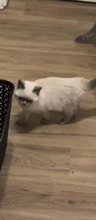 Verspielte bkh Kitte Blue point