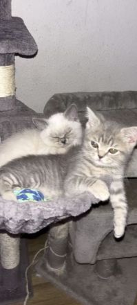 Verspielte bkh Kitte Blue point