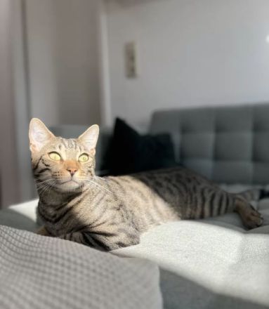 Zuckersüßer Kater abzugeben