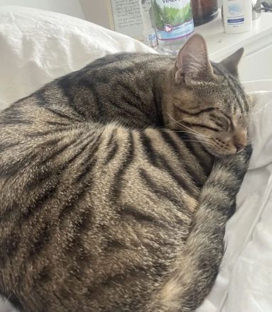 Zuckersüßer Kater abzugeben