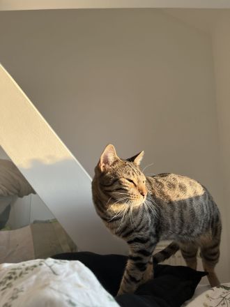 Zuckersüßer Kater abzugeben