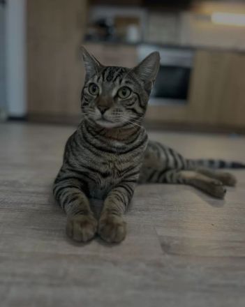 Zuckersüßer Kater abzugeben