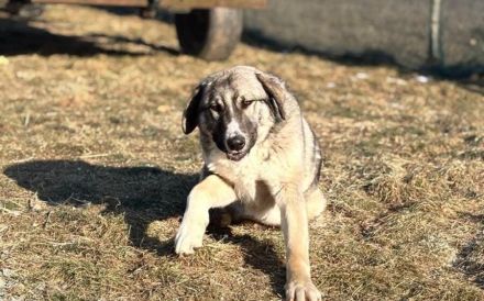 Bingo sucht seinen Hauptgewinn!