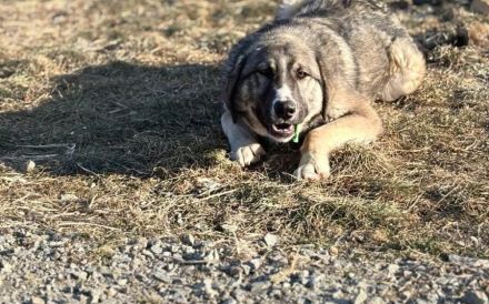 Bingo sucht seinen Hauptgewinn!