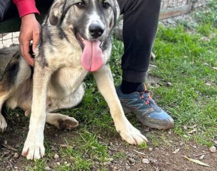 Bingo sucht seinen Hauptgewinn!