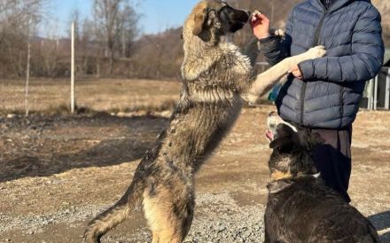 Bingo sucht seinen Hauptgewinn!