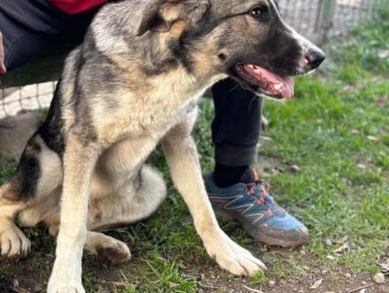 Bingo sucht seinen Hauptgewinn!