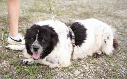 Die wunderschöne Kelly sucht tierliebe Menschen!